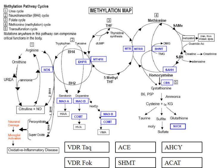 methylation pathyways